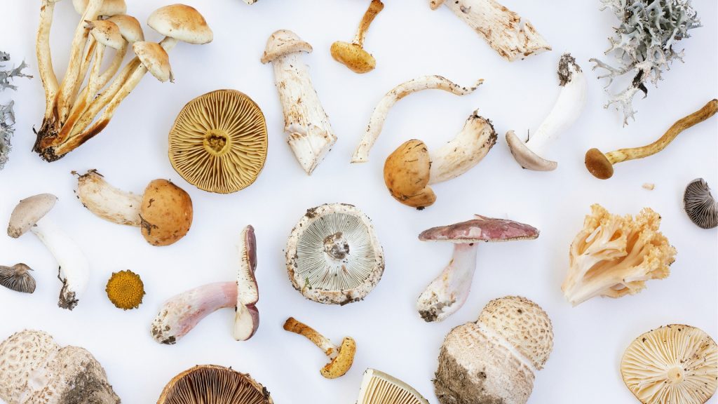 Mushrooms: Small Ingredient, Big Flavor (and Big Health Benefits)